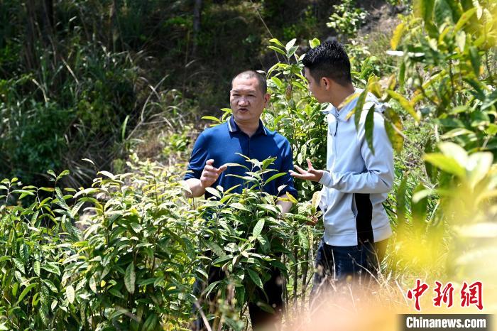 張高漢向參訪者介紹金花茶種植情況?！埥鸫?攝