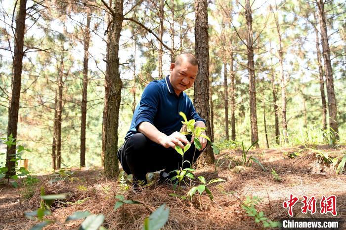 張高漢查看在松樹林下剛套種不久清明茶的生長情況?！埥鸫?攝