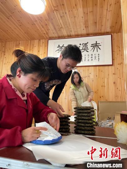 資料圖：杜贏(左二)在整理白茶餅。　林春茵 攝